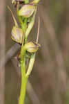 Giant orchid